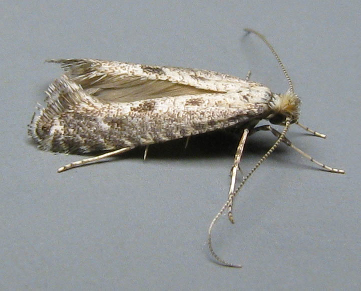 Image 1: Male - oblique view - grey background